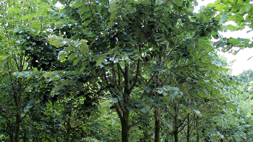 Tilia tomentosa standard tree