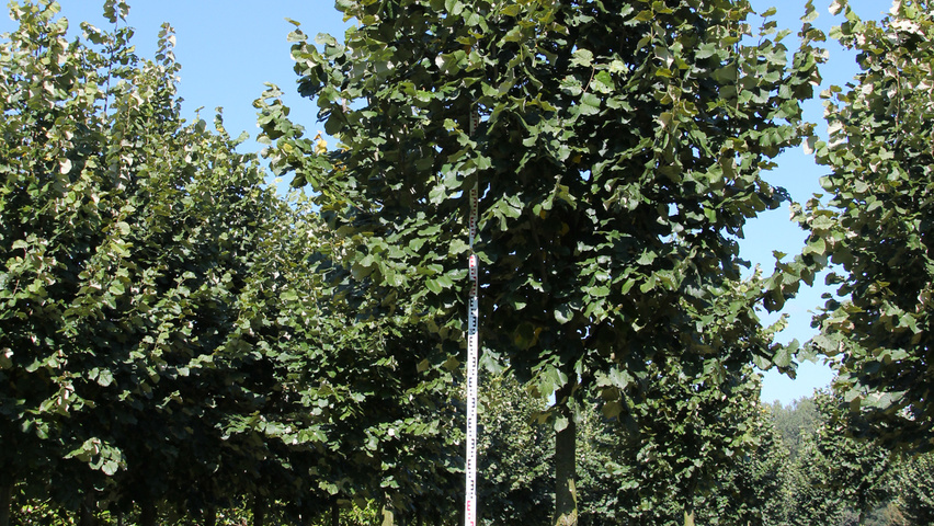 Tilia tomentosa standard tree
