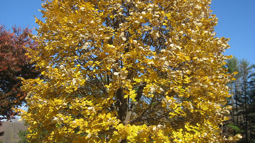 Tilia tomentosa standard tree