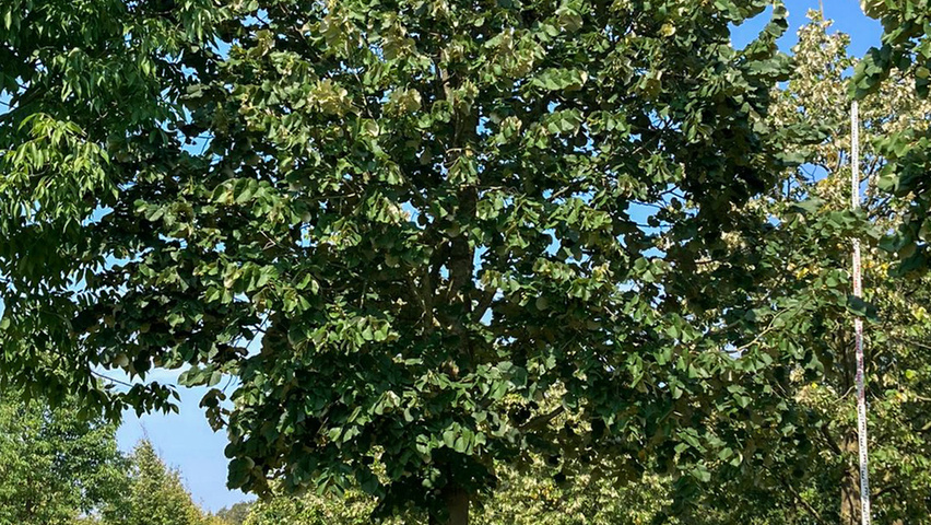 Tilia tomentosa standard tree