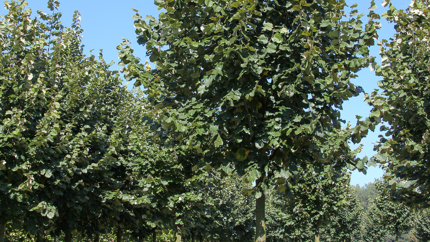 Tilia tomentosa standard tree