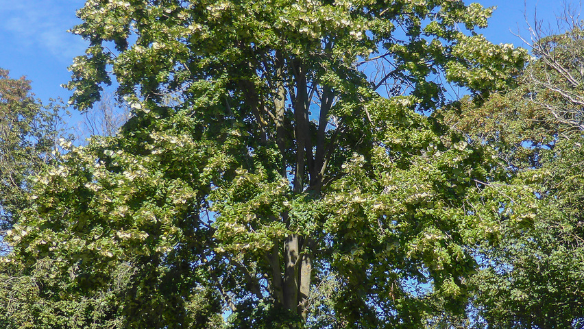 Tilia tomentosa standard tree
