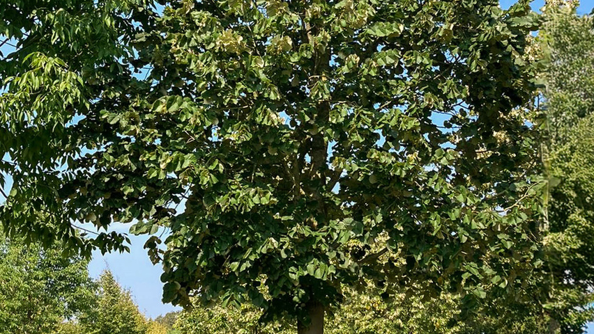 Tilia tomentosa standard tree