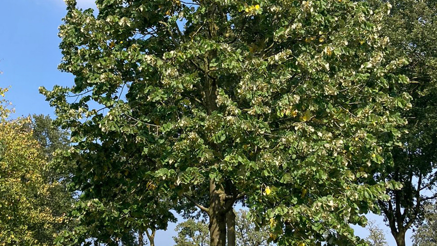 Tilia tomentosa standard tree