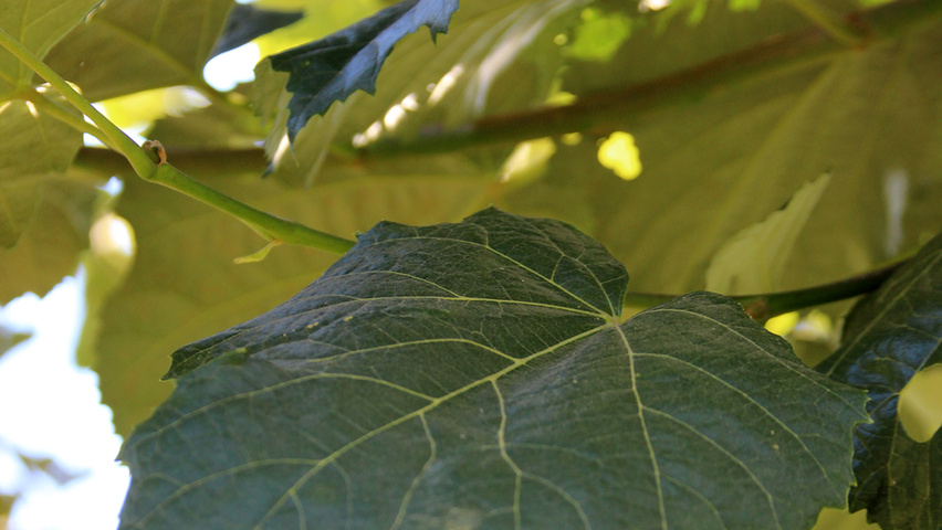 Tilia tomentosa leaves