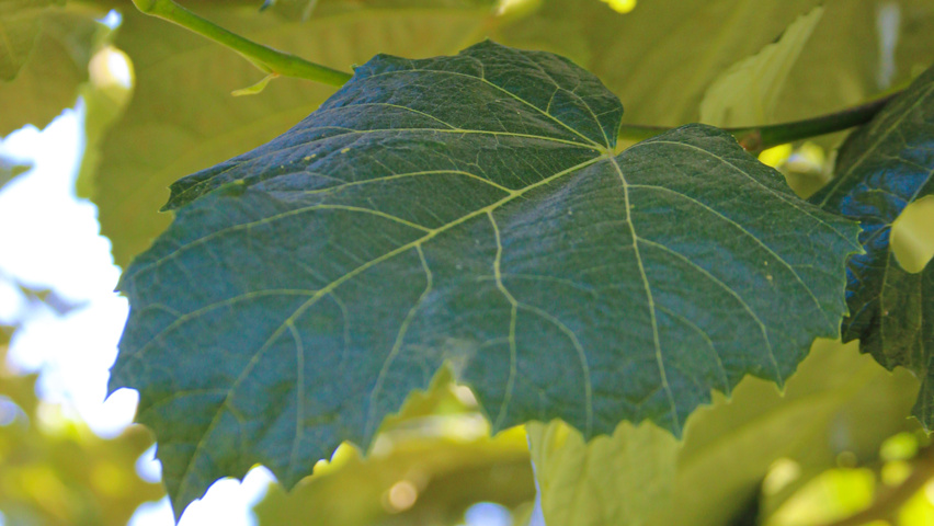 Tilia tomentosa leaves