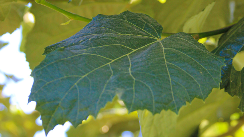 Tilia tomentosa leaves