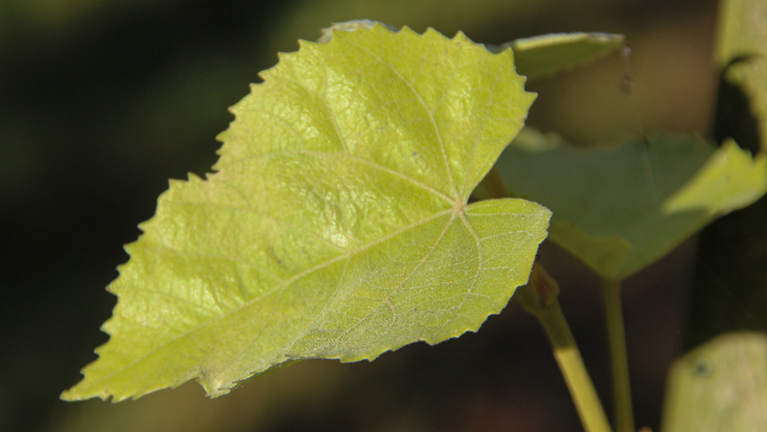 Tilia tomentosa leaves