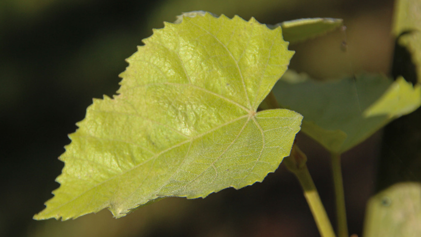 Tilia tomentosa leaves