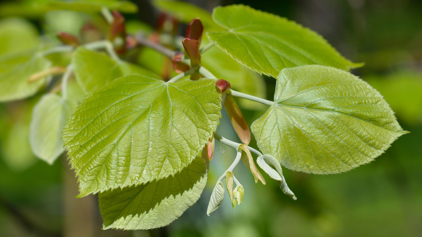Tilia tomentosa leaves