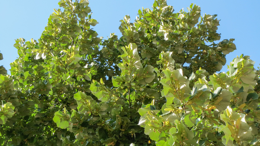Tilia tomentosa leaves