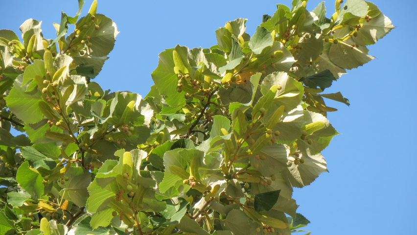 Tilia tomentosa leaves