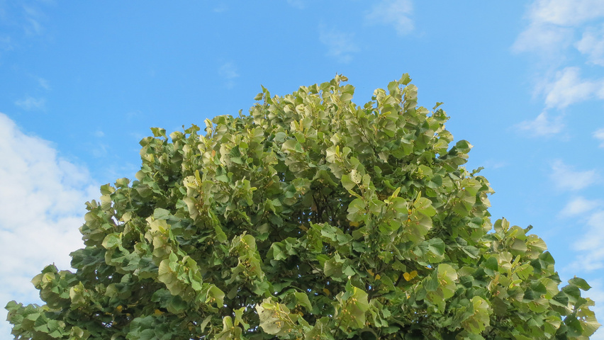 Tilia tomentosa leaves