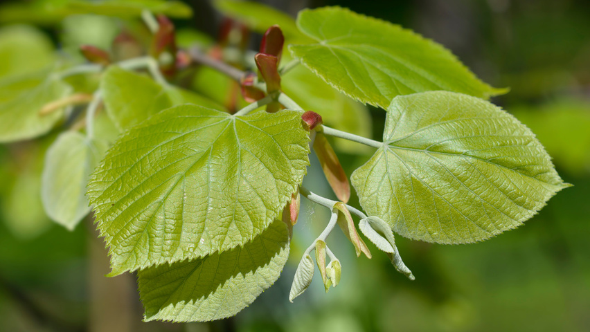 Tilia tomentosa leaves