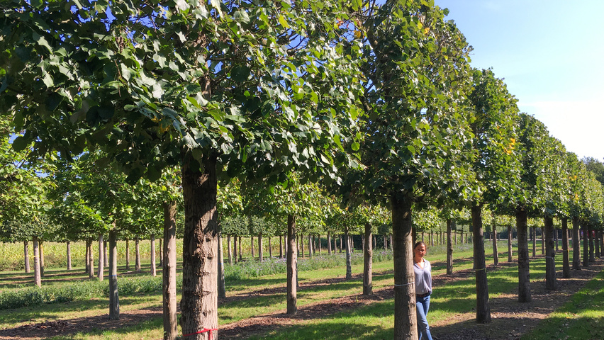 Tilia tomentosa pleached