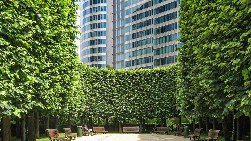 Tilia tomentosa pleached