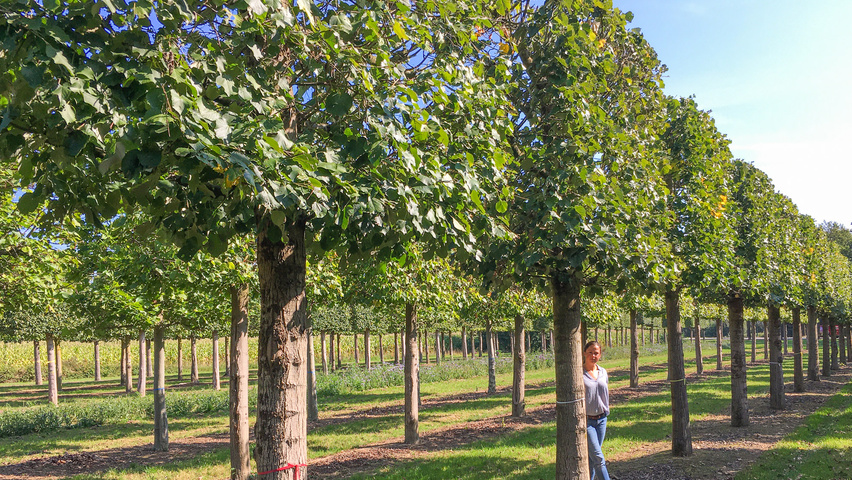 Tilia tomentosa pleached