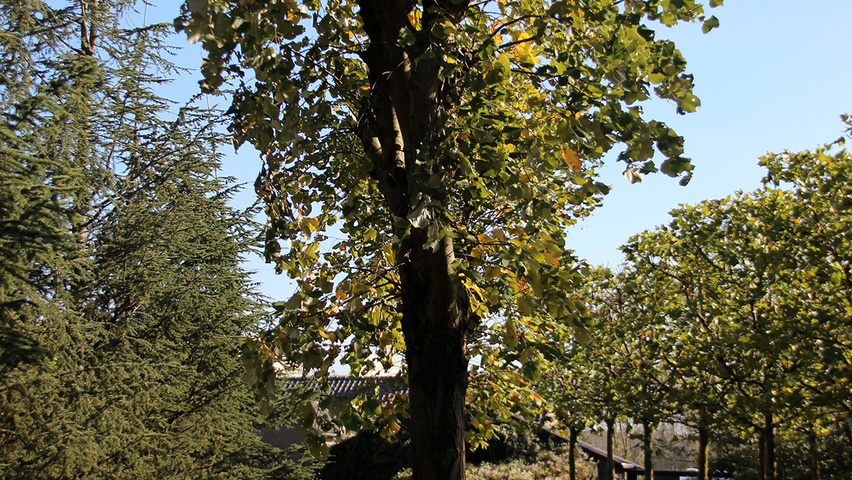 Tilia tomentosa pollard