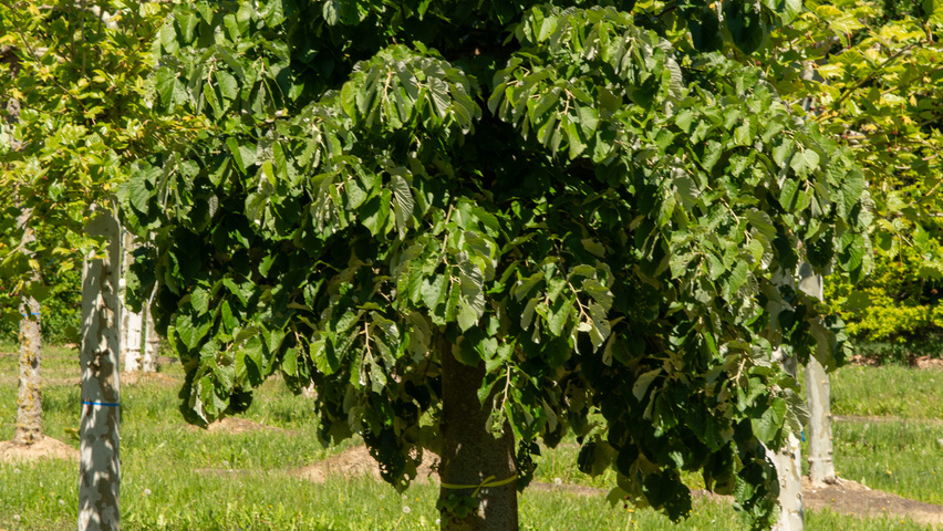 Tilia tomentosa pollard