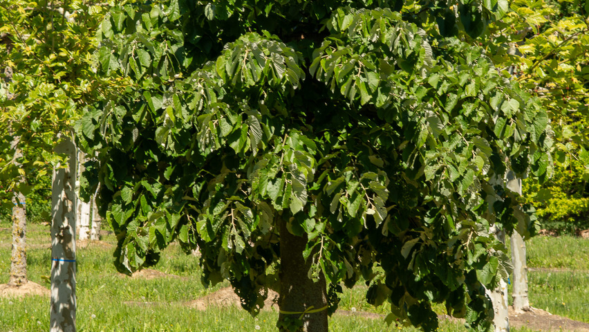 Tilia tomentosa pollard