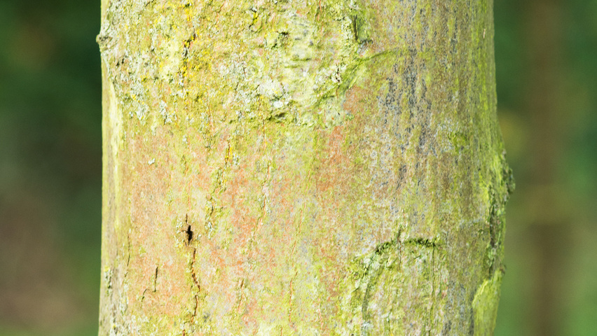 Tilia tomentosa 'Silver Globe' tronc