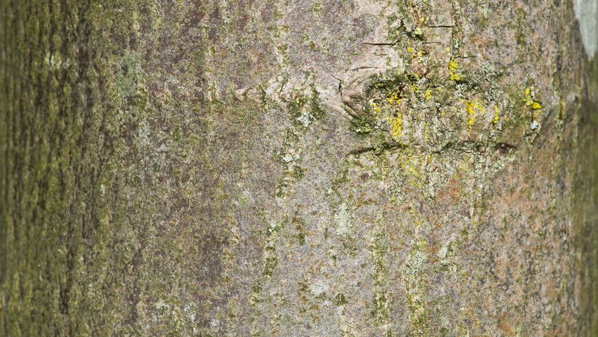 Tilia tomentosa 'Silver Globe' tronc