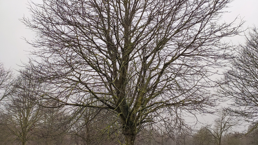 Tilia tomentosa 'Silver Globe' haute tige