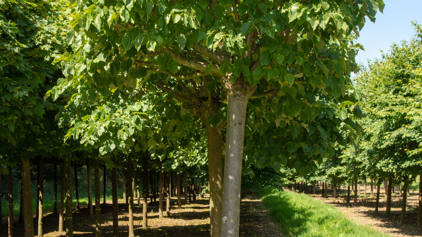 Tilia tomentosa 'Silver Globe' boule