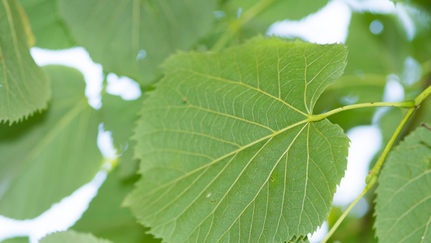 Tilia tomentosa 'Silver Globe' Feuilles