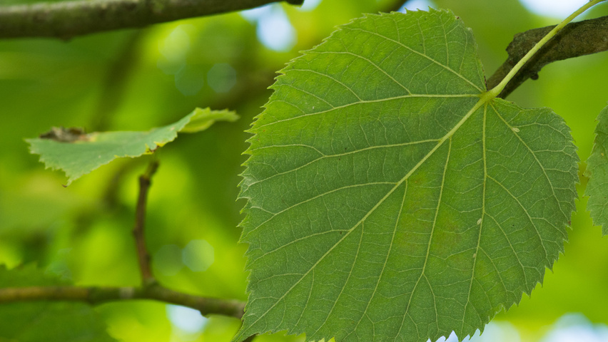 Tilia tomentosa 'Silver Globe' Feuilles