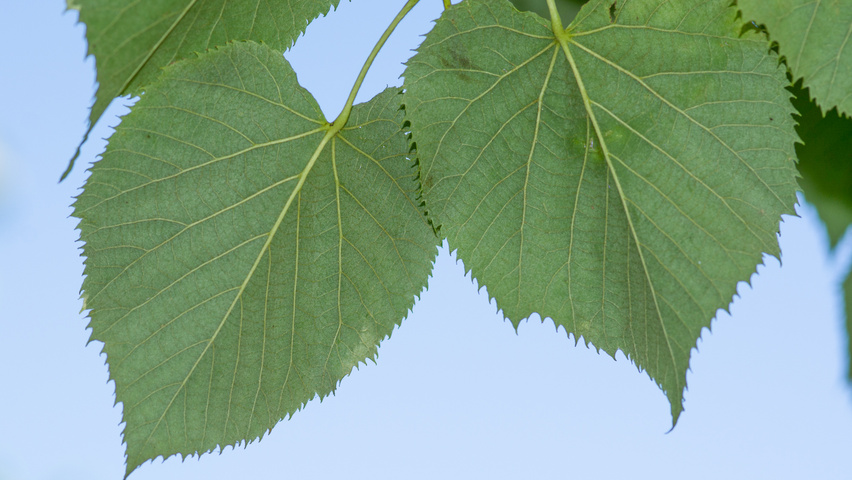 Tilia tomentosa 'Silver Globe' Feuilles