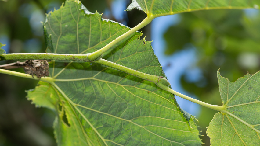 Tilia tomentosa 'Silver Globe' rameaux
