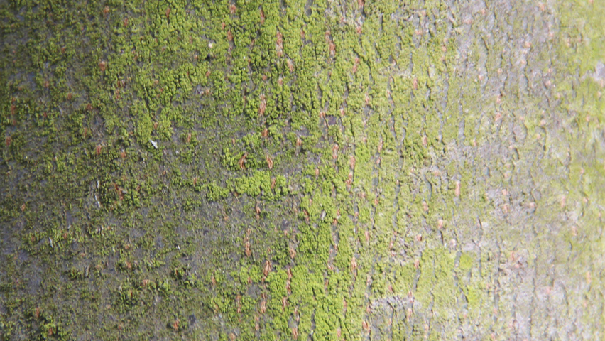 Tilia tomentosa 'Szeleste' bast