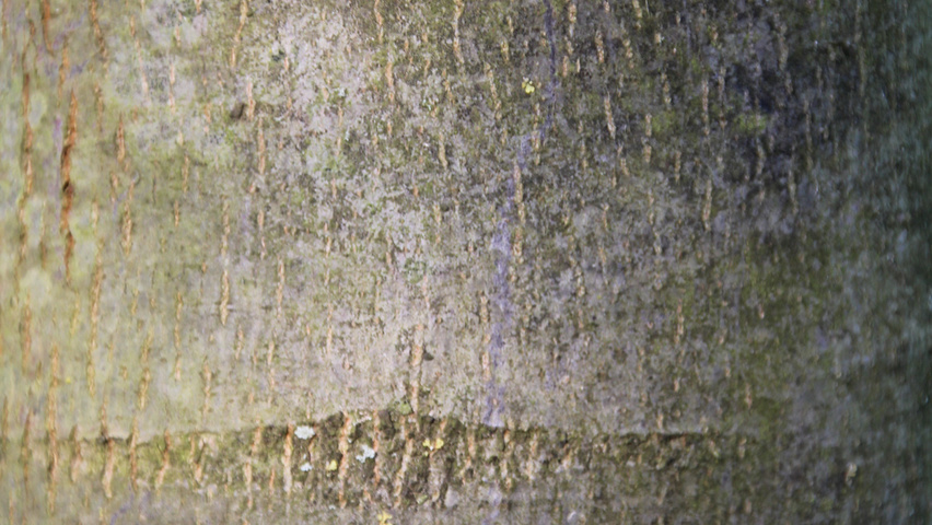 Tilia tomentosa 'Szeleste' bast