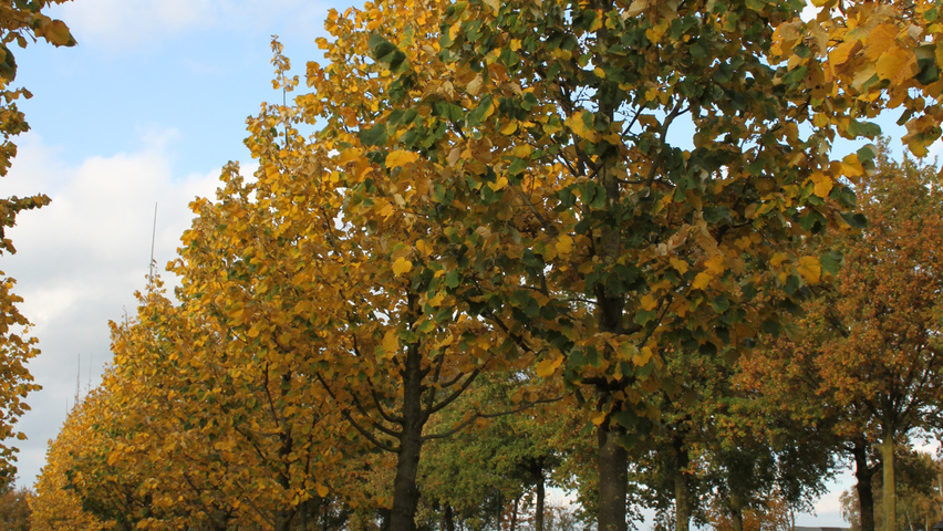 Tilia tomentosa 'Szeleste' hoogstam