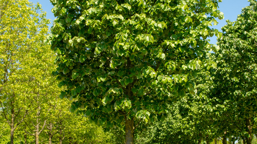 Tilia tomentosa 'Szeleste' hoogstam