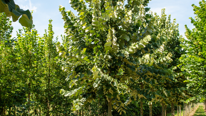 Tilia tomentosa 'Szeleste' hoogstam