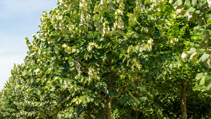 Tilia tomentosa 'Szeleste' hoogstam