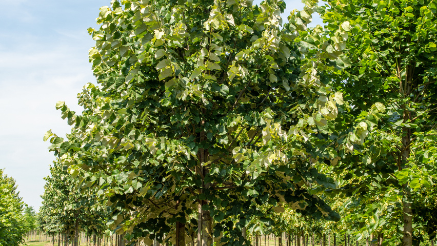 Tilia tomentosa 'Szeleste' hoogstam