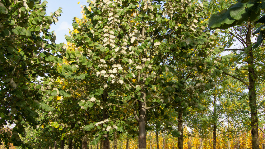 Tilia tomentosa 'Szeleste' hoogstam