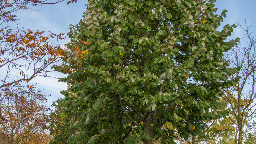 Tilia tomentosa 'Szeleste' hoogstam