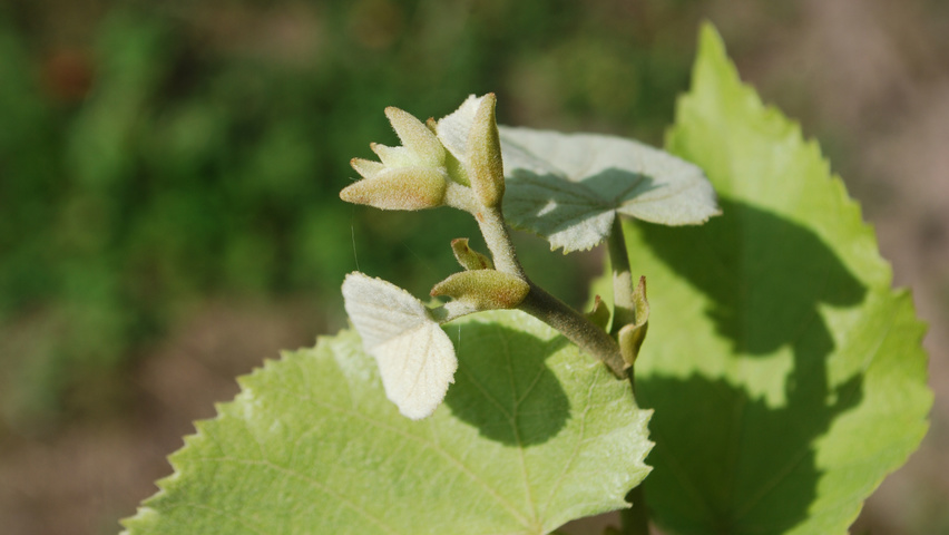 Tilia tomentosa 'Szeleste' blad