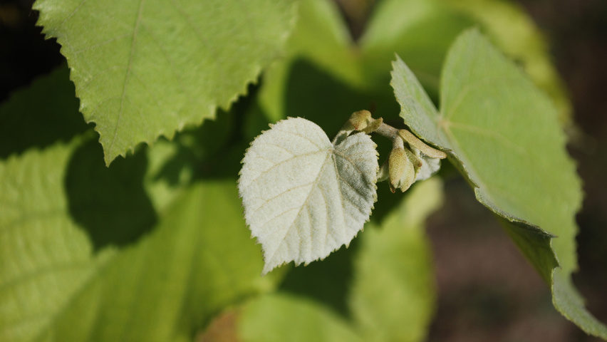 Tilia tomentosa 'Szeleste' blad