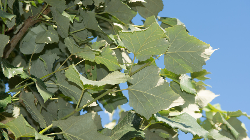 Tilia tomentosa 'Szeleste' blad