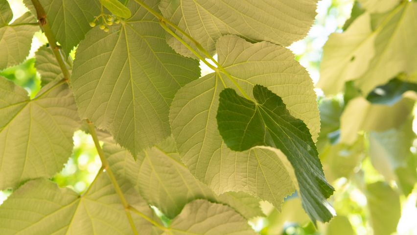 Tilia tomentosa 'Szeleste' blad