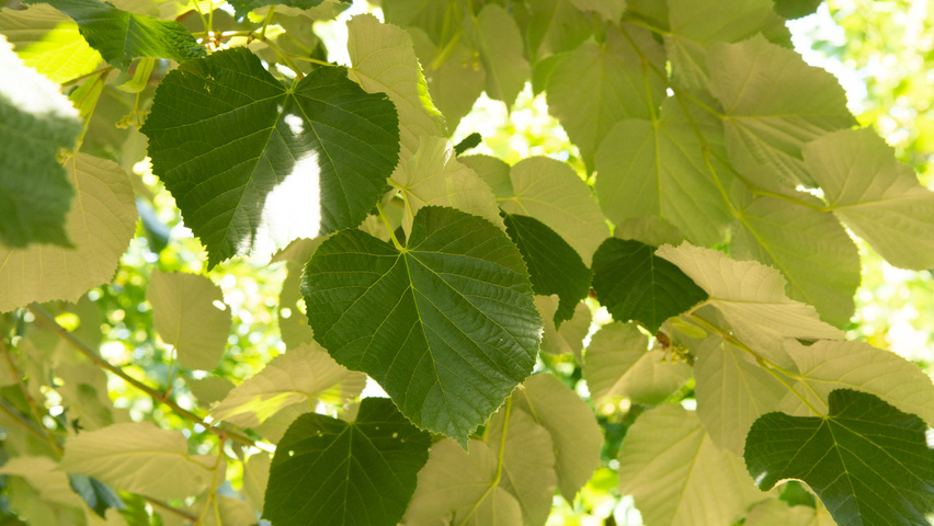 Tilia tomentosa 'Szeleste' blad
