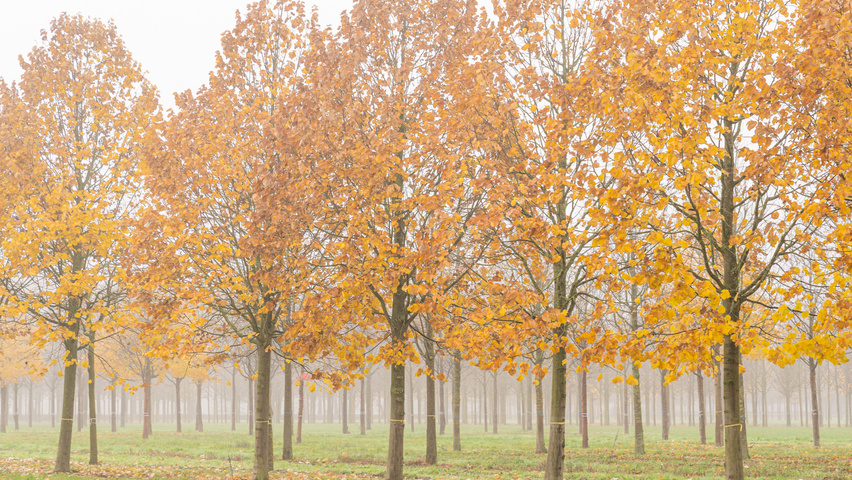 Tilia tomentosa 'Szeleste' hoogstam
