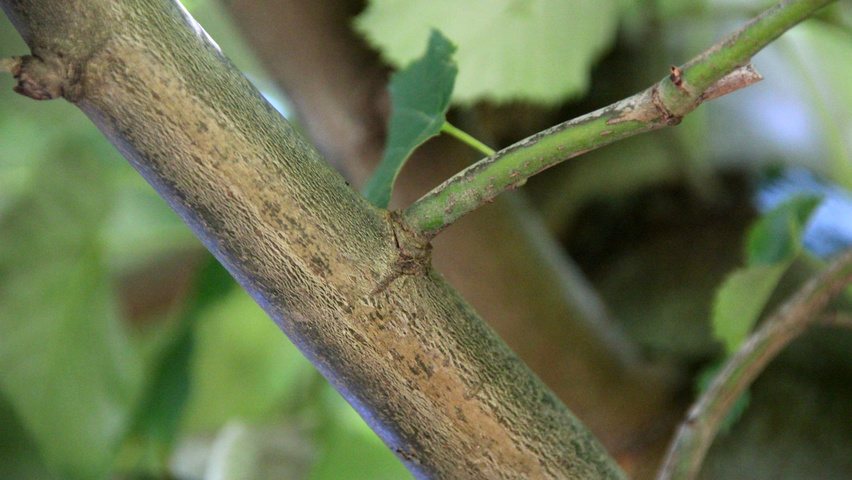 Tilia tomentosa 'Szeleste' twijgen