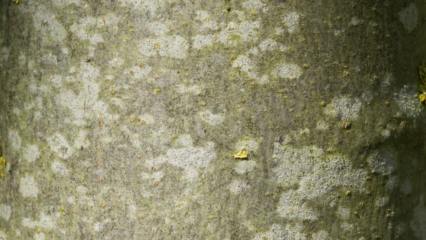 Tilia tomentosa 'Varsaviensis' kora