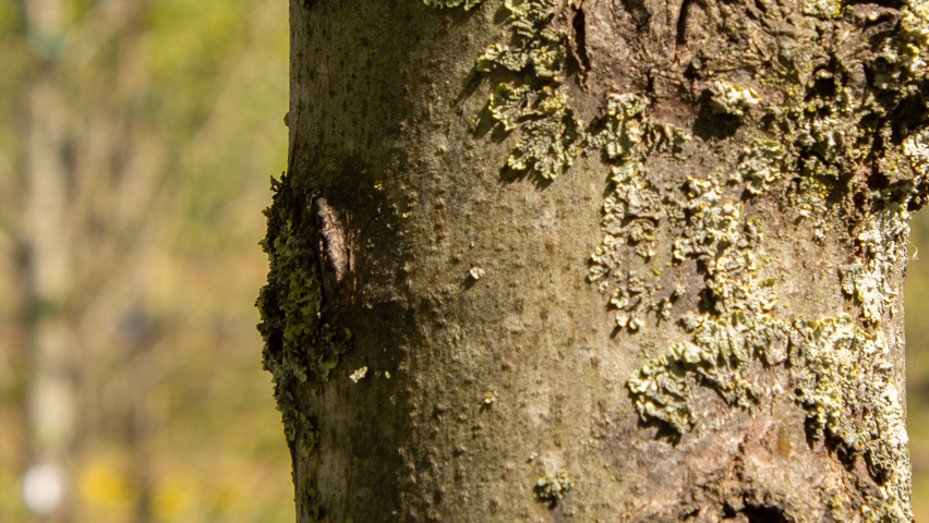 Tilia tomentosa 'Varsaviensis' kora